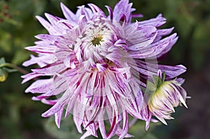 Plant Portrait of Luxurious Giant Lilac Dahlia Close-up Flower
