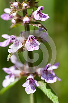 Plant portrait marsh woundwort