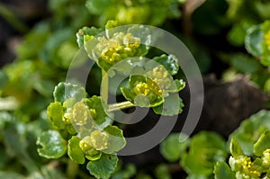 Plant portrait opposite-leaved golden saxifrage