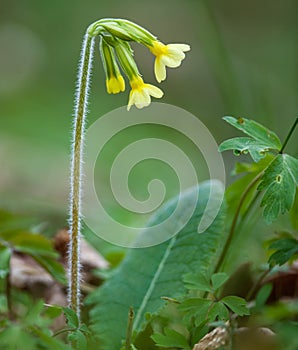 Plant portrait oxlip