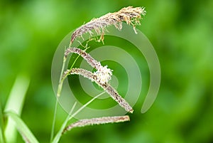 Plant portrait pendulous sedge flower photo