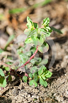 Plant portrait petty spurge