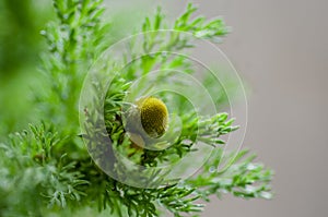 Plant portrait pineappleweed