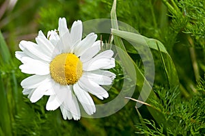 Plant portrait scentless mayweed