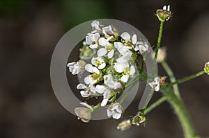 Plant portrait shepherds-purse