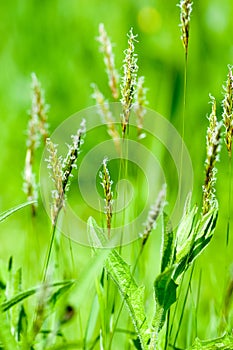 Plant portrait sweet vernal grass