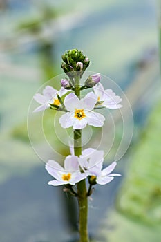 Plant portrait of water violet photo