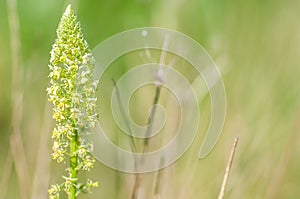 Plant portrait weld