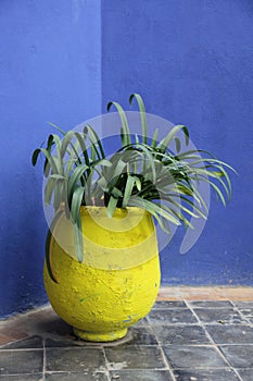 Plant pot