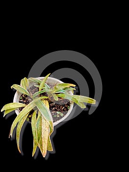 Plant on pot againts black background