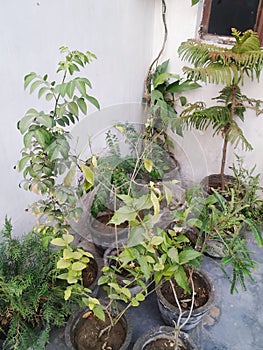 Plant in pot as kind of teem mogra