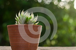 Plant pot with cactus with green background