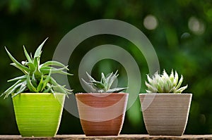 Plant pot with cactus with green background