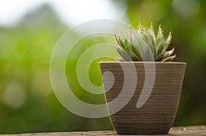 Plant pot with cactus with green background