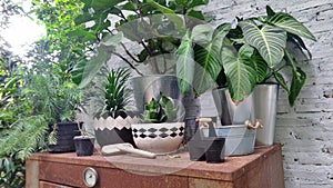 Plant pot on garden shelf