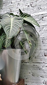 Plant pot on garden shelf