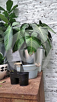 Plant pot on garden shelf