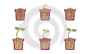 Plant in Pot Growth Stages Set, Development of Houseplant from Seed, Gardening, Farming, Plants Cultivation Cartoon