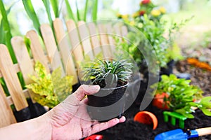 Plant pot in hand for planting in the garden - growing plant works of gardening tool at back yard