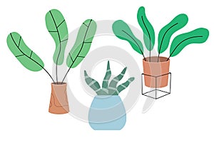 Plant pot. House plant deccoration.