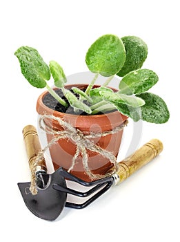 Plant in pot with implement photo