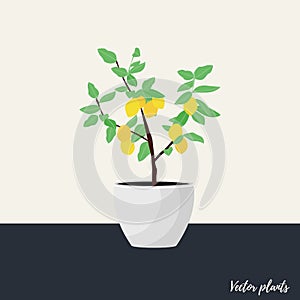Plant in pot. Lemon tree. Flat style