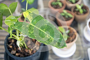 Plant in a pot, Philodendron burle marx variegeted