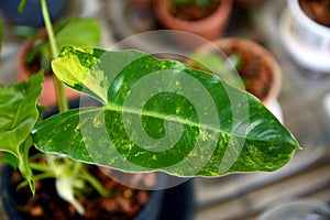 Plant in a pot, Philodendron burle marx variegeted photo