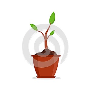 Plant in pot. Plant in flowerpot at home. Flower in vase. Icon of house ficus. Flat green flower in vase isolated on white