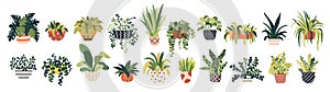 Plant pot set. Garden indoor home plants, flowerpots. Green leaves flower jungle home