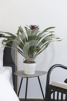 Plant pot on table