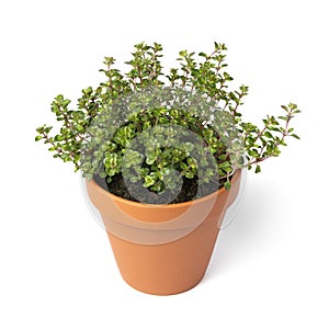 Plant pot with a Thymus pulegioides Tabor plant on white background