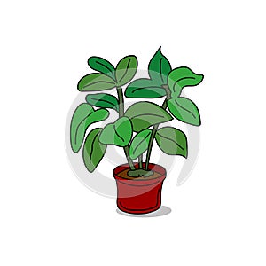 Plant in pot vector clipart