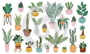 Plant in pots. Home potted plants, flower house plants, ficus, cacti and succulents, indoor decorative plants isolated