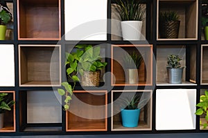 Plant pots placed on the wooden shelf attached to the wall