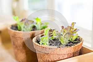 Plant pots with salad