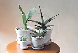 Plant pots of Sansevieria or snake plant ,  on wooden table  with morning sunlight,air purifyer plant,gardening concept