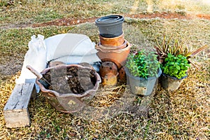 Plant pots with vegetables and herbs and watering can/planting/plant pots / plant jardiniere