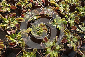 Plant pots with Venus flytrap close up