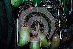 Plant of prey nepentes close up