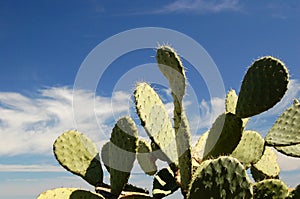 A plant of prickly-pears ...