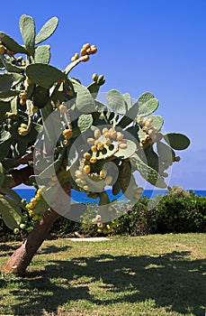 Plant prickly pears