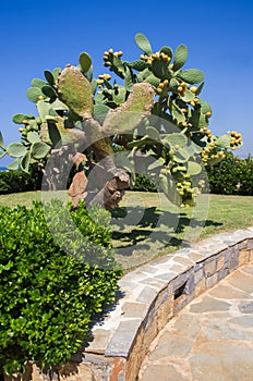Plant prickly pears