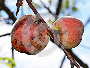 Plant problems - peaches