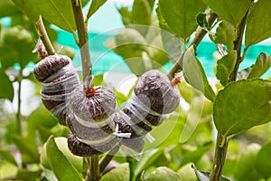 Plant Propagation Background photo