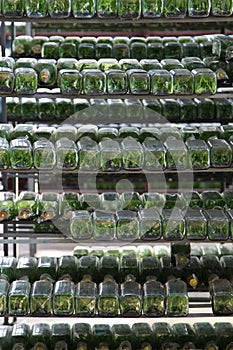 Plant propagation in the glass bottle photo