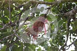 Plant propagation by Grafting or Air Layering plant technique.