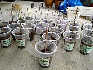 Plant propagation is the process in growing new plants from a variety of sources: seeds, cuttings, and other plant parts photo