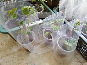 Plant propagation is the process in growing new plants from a variety of sources: seeds, cuttings, and other plant parts. photo