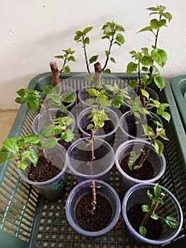 Plant propagation is the process in growing new plants from a variety of sources: seeds, cuttings, and other plant parts